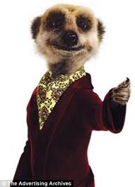 meerkat.jpg